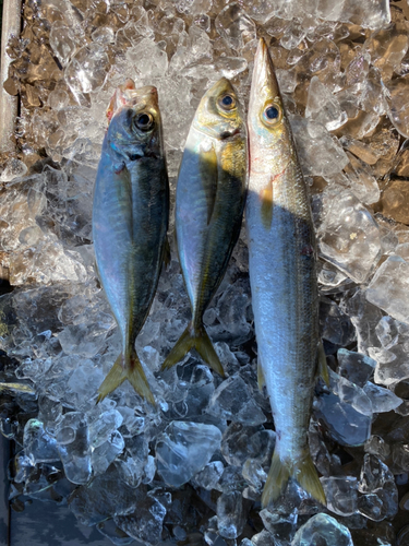 カマスの釣果