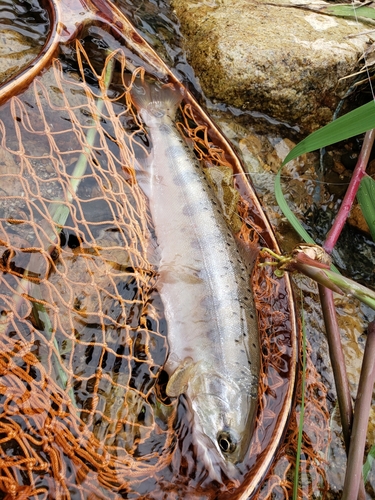 ヤマメの釣果