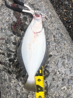 ヒラメの釣果