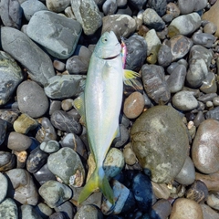 ワカシの釣果