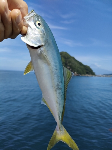 ワカシの釣果