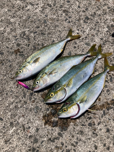 ツバスの釣果