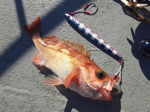 ウスメバルの釣果