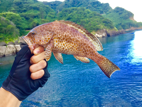 オオモンハタの釣果