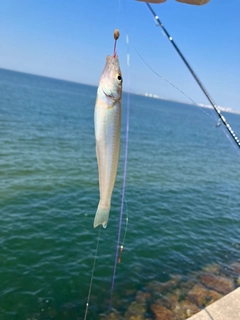 キスの釣果