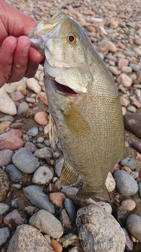 スモールマウスバスの釣果