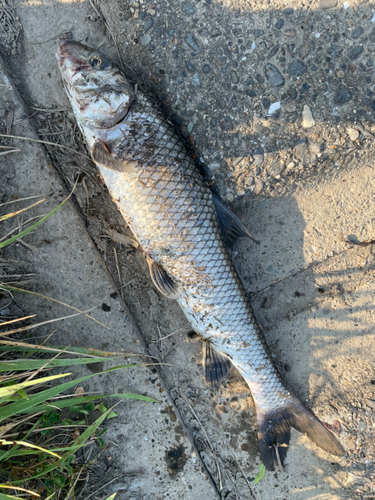 ニゴイの釣果