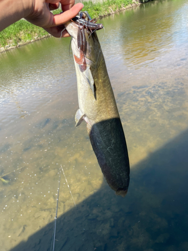 ナマズの釣果