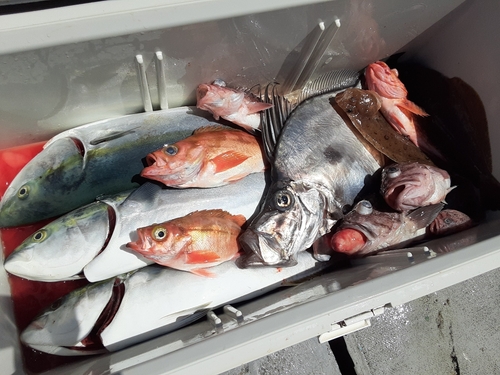 カガミダイの釣果