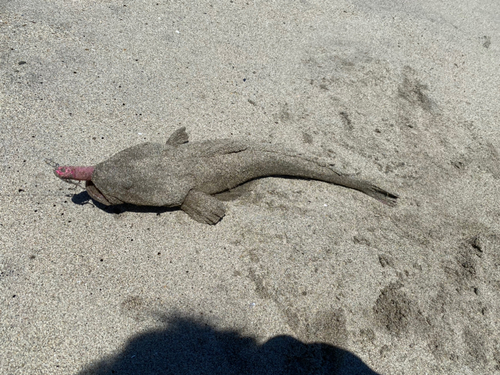 マゴチの釣果