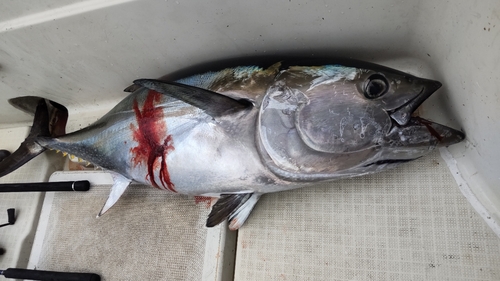 クロマグロの釣果