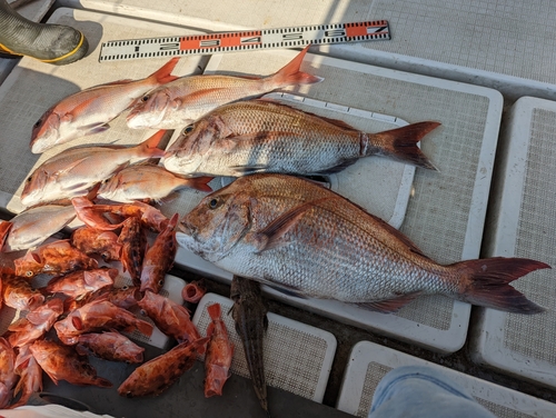 タイの釣果