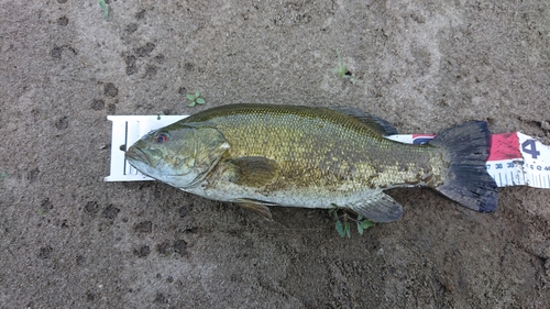 スモールマウスバスの釣果