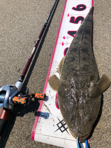 マゴチの釣果