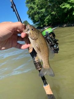 スモールマウスバスの釣果
