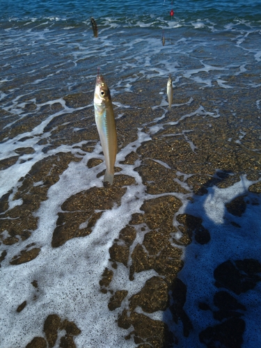 シロギスの釣果