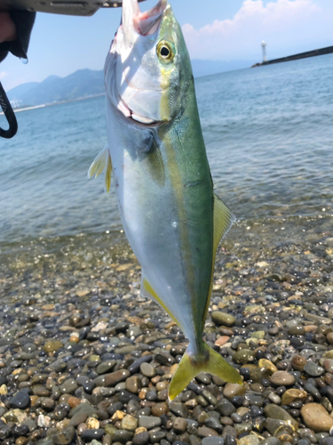 ワカシの釣果