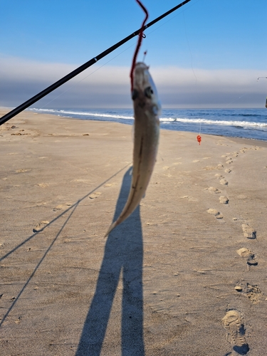 イシモチの釣果