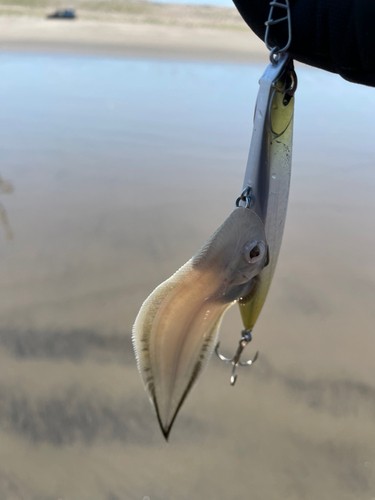 シタビラメの釣果