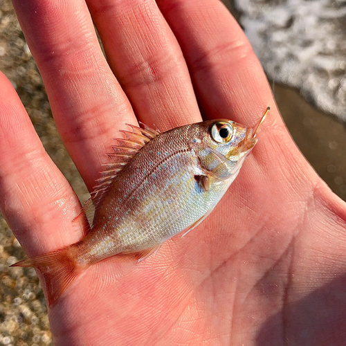 タイの釣果