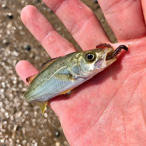 セイゴ（マルスズキ）の釣果