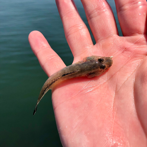 マハゼの釣果