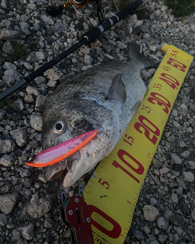 チヌの釣果