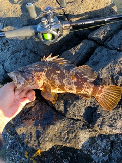 タケノコメバルの釣果