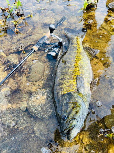 スモールマウスバスの釣果