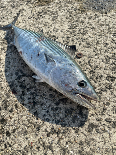 カツオの釣果