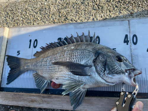 チヌの釣果