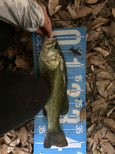 ブラックバスの釣果