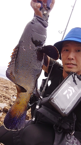 アオノメハタの釣果