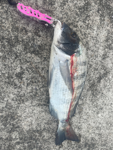 クロダイの釣果