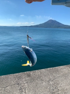 ネリゴの釣果