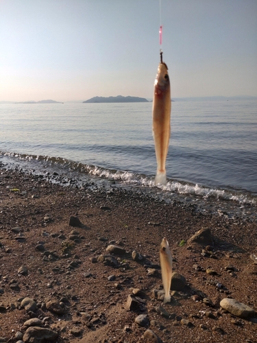 キスの釣果