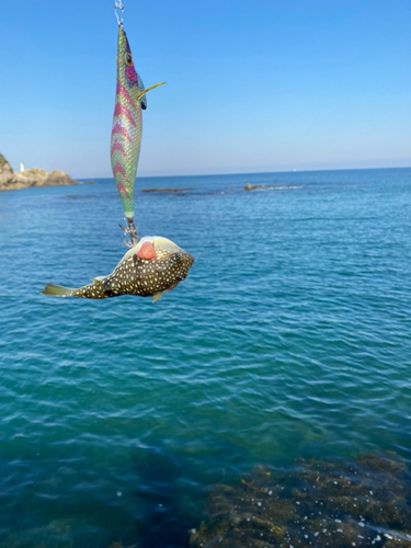 アカメフグの釣果