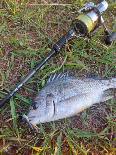 キビレの釣果