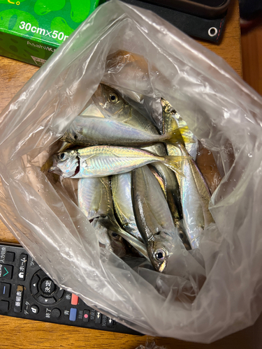 アジの釣果