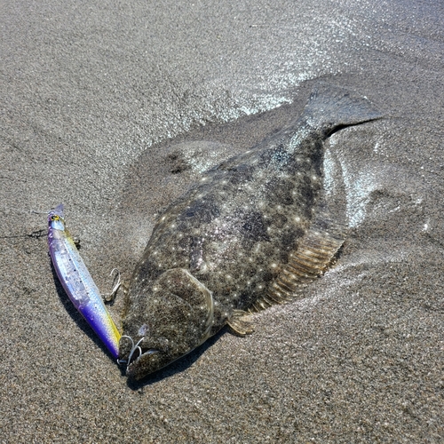 ヒラメの釣果