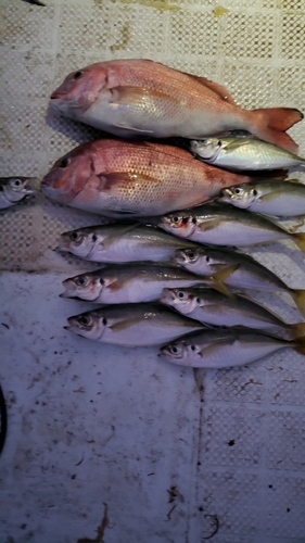 マダイの釣果