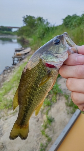 ラージマウスバスの釣果