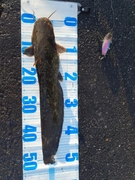 マナマズの釣果