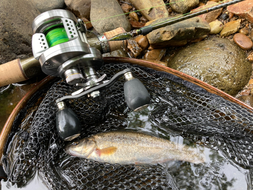 アブラハヤの釣果