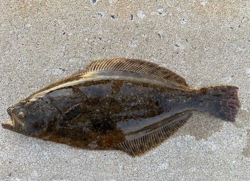 ソゲの釣果