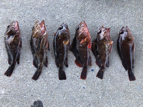 クロメバルの釣果