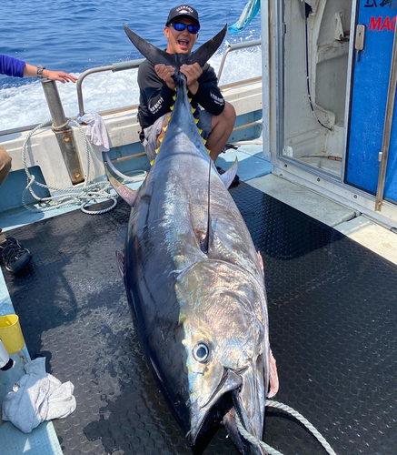 クロマグロの釣果