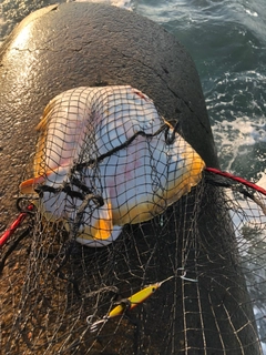 アカエイの釣果