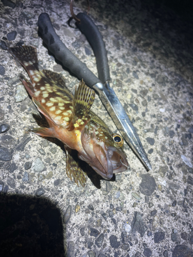 カサゴの釣果