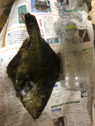 カレイの釣果